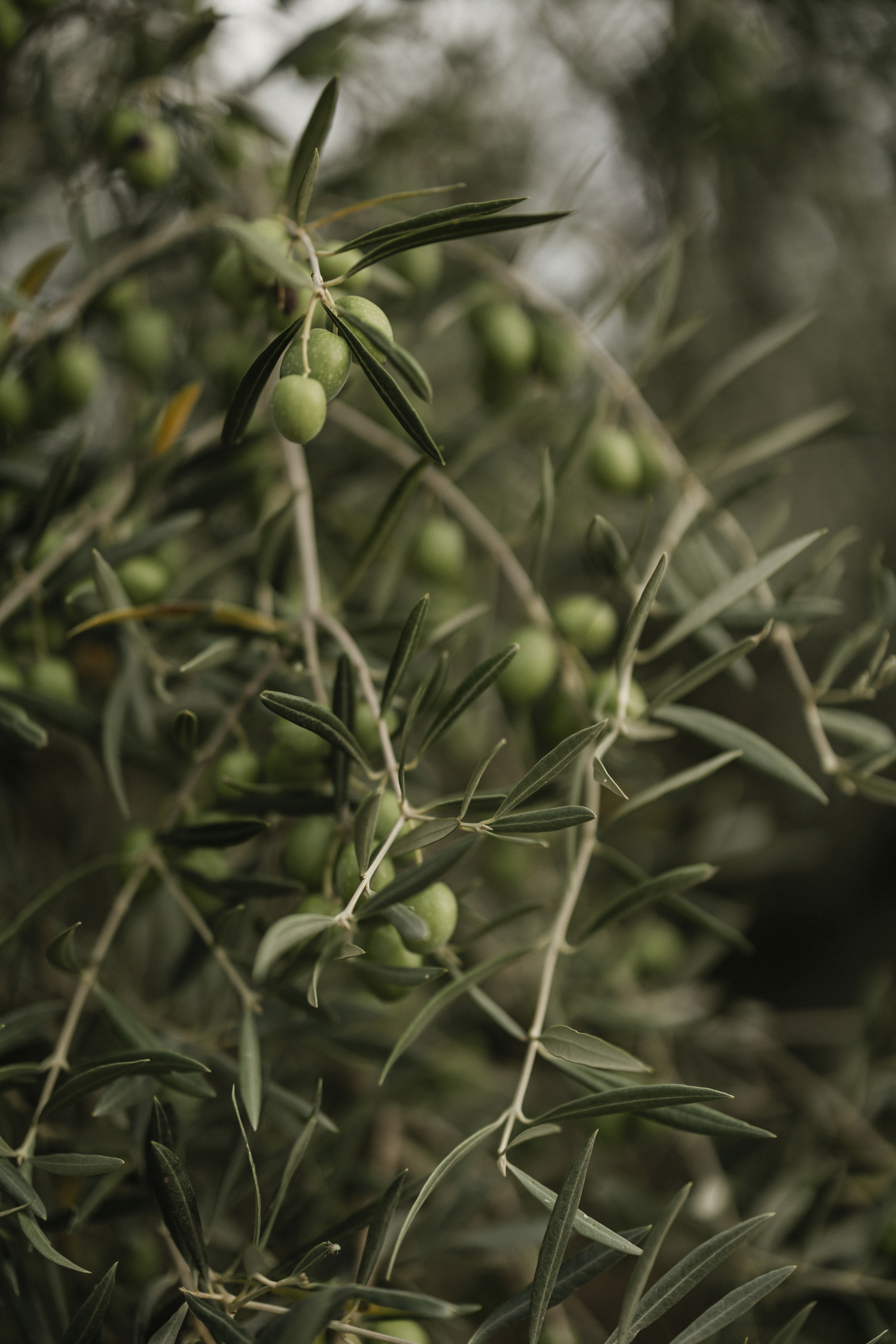 Mallorca Detail